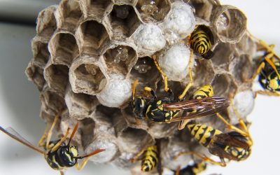 Sun is Out – so are the insects!